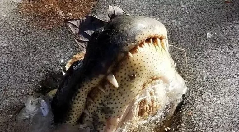 Alligaator jääs