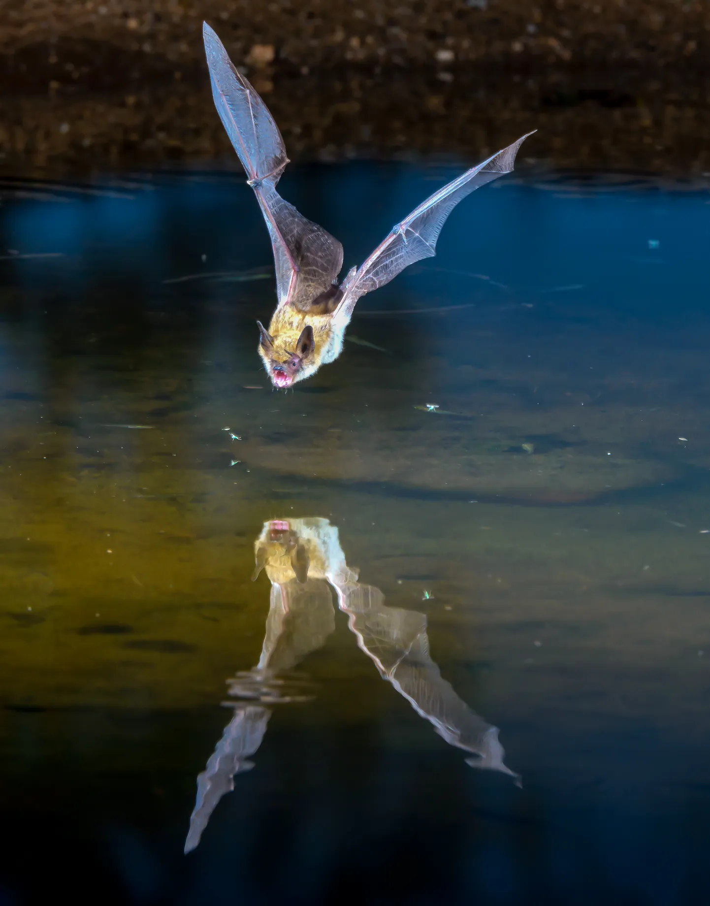 Myotis perekonda kuuluv nahkhiir sööstlennus
