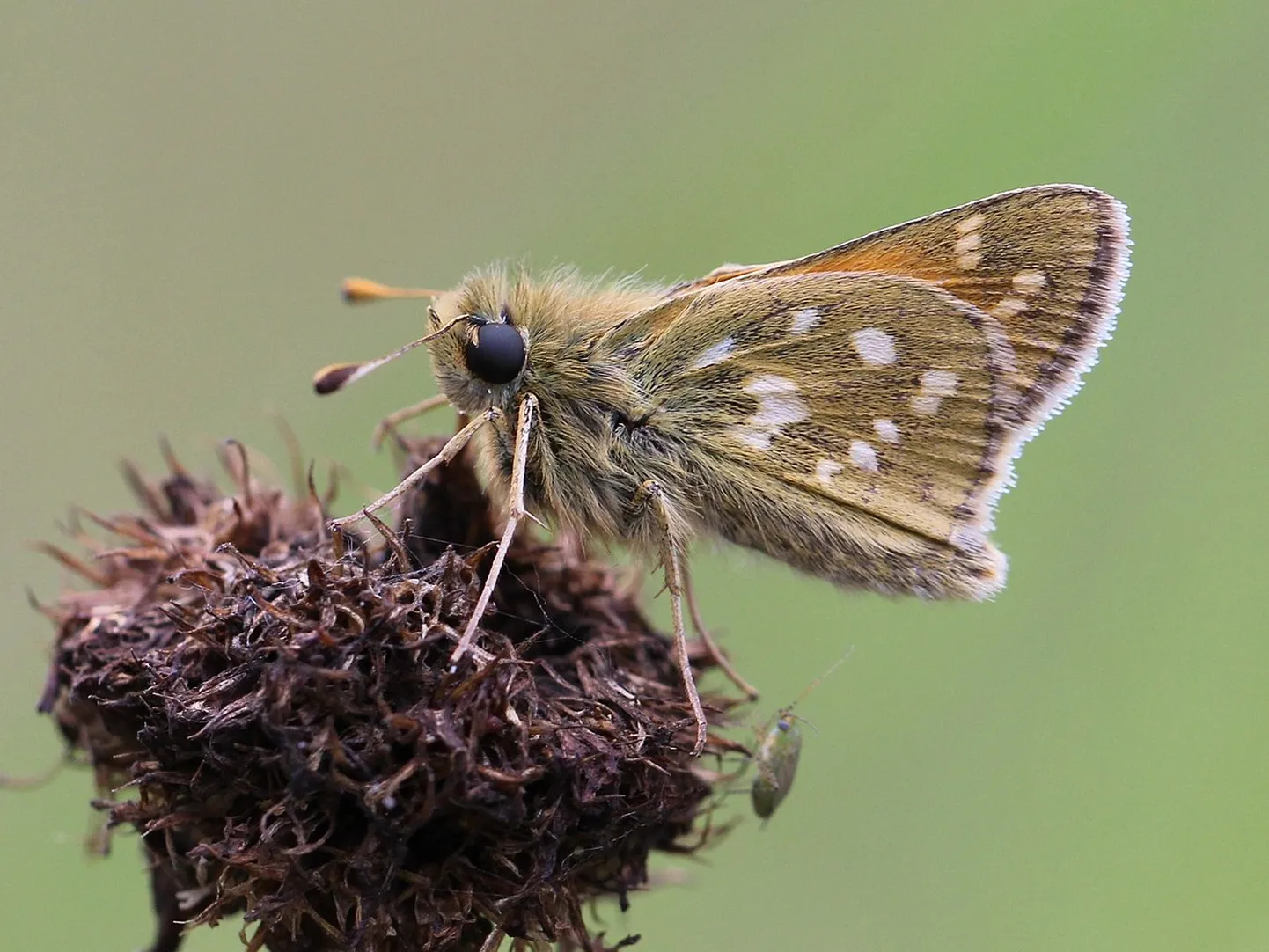 Komapunnpea (Hesperia comma) on oma nime saanud komakujuliste laikude järgi tiibadel.
