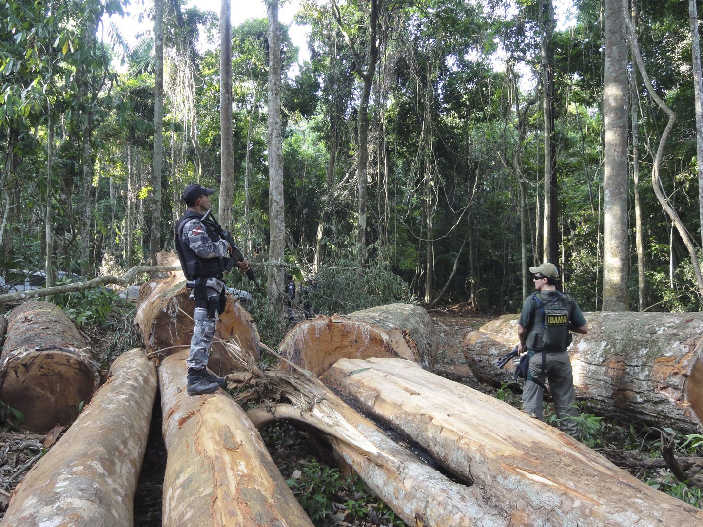 Amazonase vihmametsas maha võetud puud