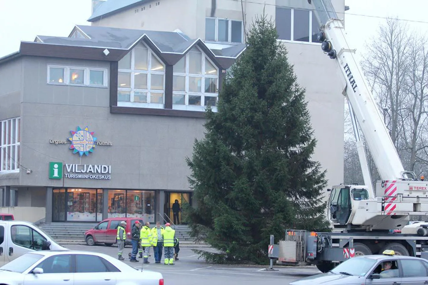 Mullu toodi Viljandi jõulupuu Suure-Jaani vallast Jaska külast.