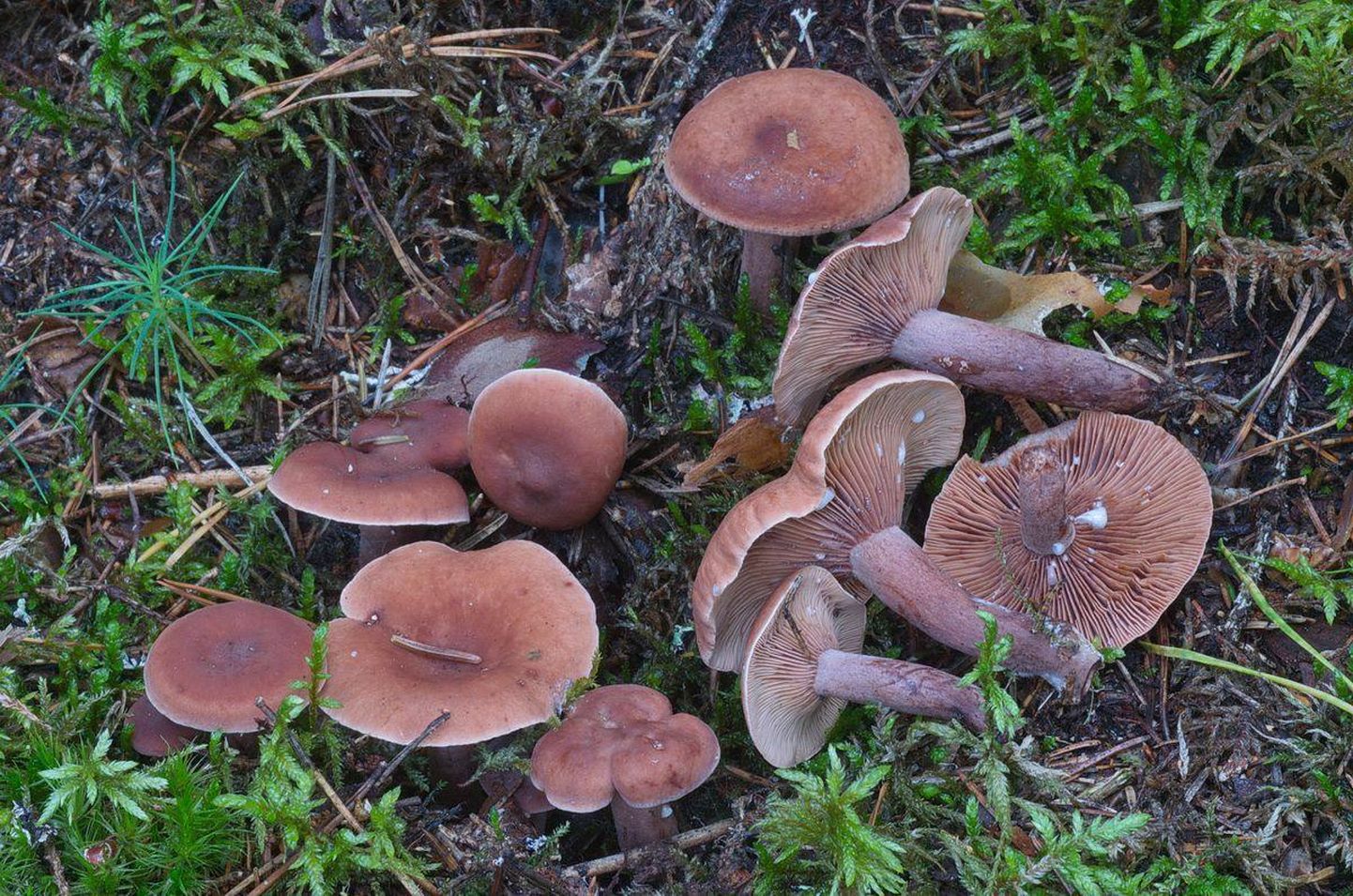 Kamperriisikas on väike seen, mille kübara läbimõõt on alla viie sentimeetri. Värvus on tume-punakaspruun kuni mustjaspruun ning seene piimmahl on muutumatult valge.