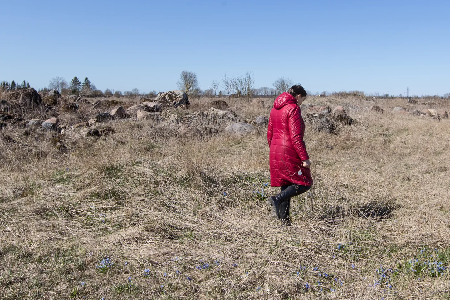 Siia see karjäär tuleb − kui keskkonnaamet kaevandamiseks loa annab.