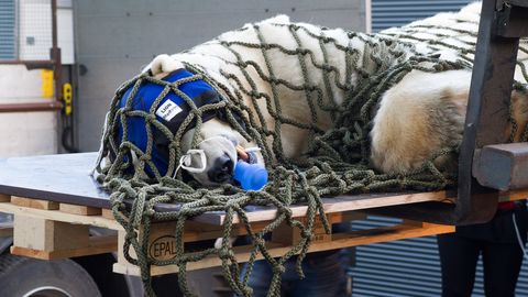 Галерея: живущего в Таллиннском зоопарке белого медведя Норда под наркозом перевезли в новый вольер
