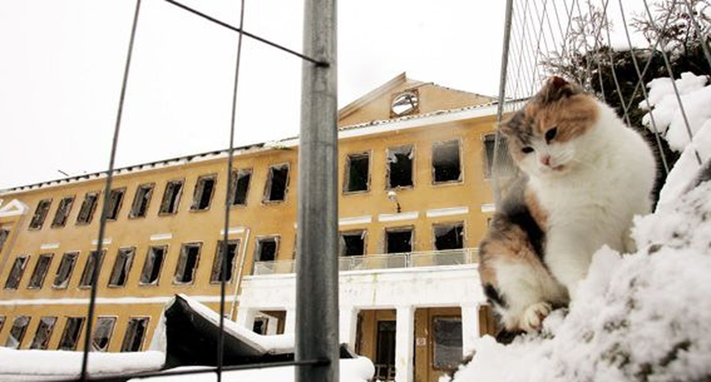 Taraga ümbritsetud Vaeküla koolimaja seisab tühjade aknaaukudega, ainsaks seltsiliseks kirju kass.