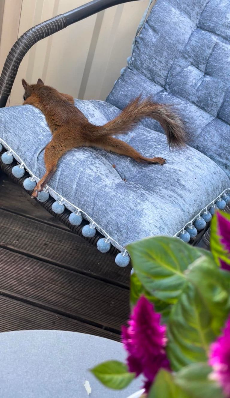 Orav pikutab meeleldi aiatoolis.