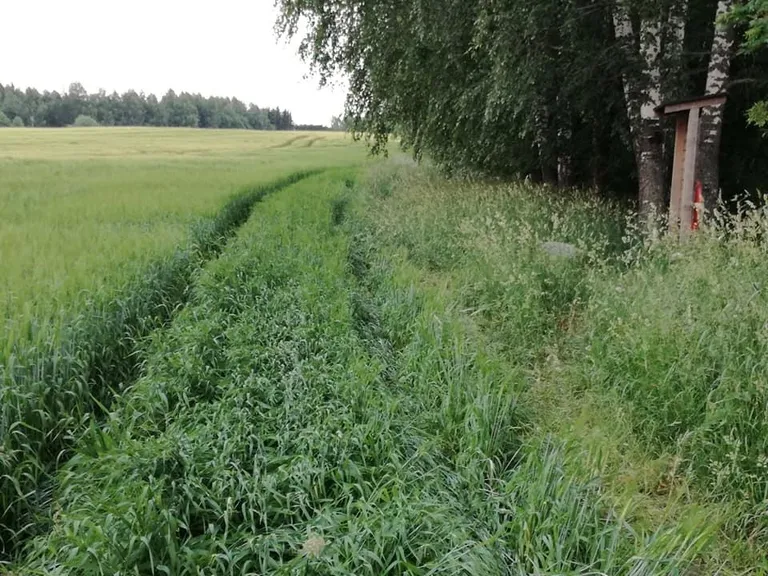 Купальщикам лень было пройти пешком сотню метров, поэтому они проехали на машине по полю.