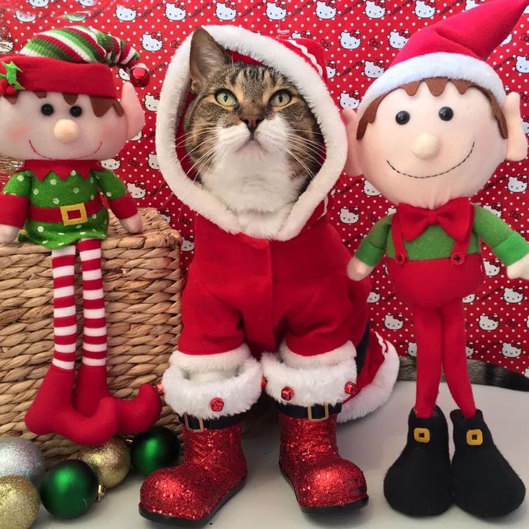 Kass Joey riietatuna jõuluvana kostüümi. Foto: Caters News Agency/Scanpix