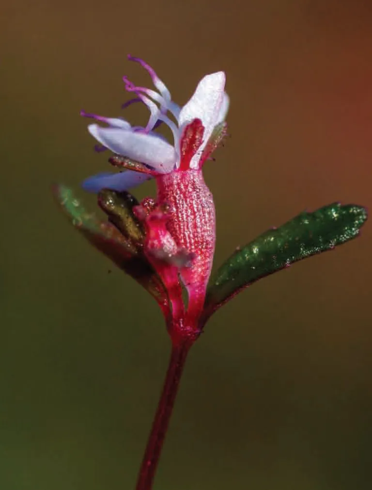 Brasiilia Amazonasest avastatud uus õistaim Brasilianthus carajensis kõrvaltvaates