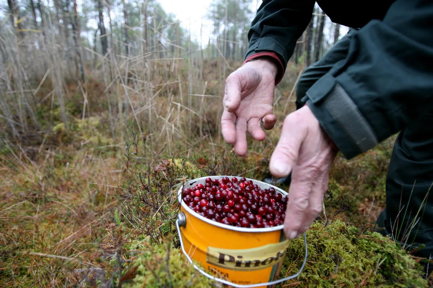 Prouad eksisid sohu jõhvikaid korjates. Foto on illustratiivne.
