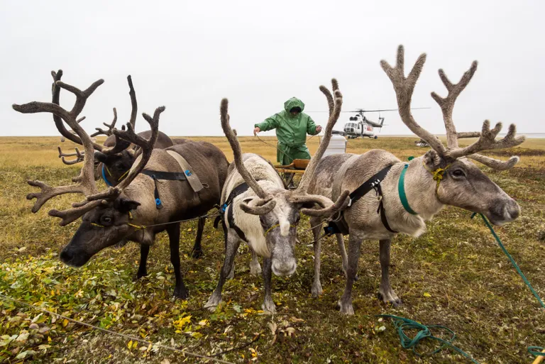Põhjapõdrad Neenetsimaal. Foto: Anton Taibarei/TASS/Scanpix