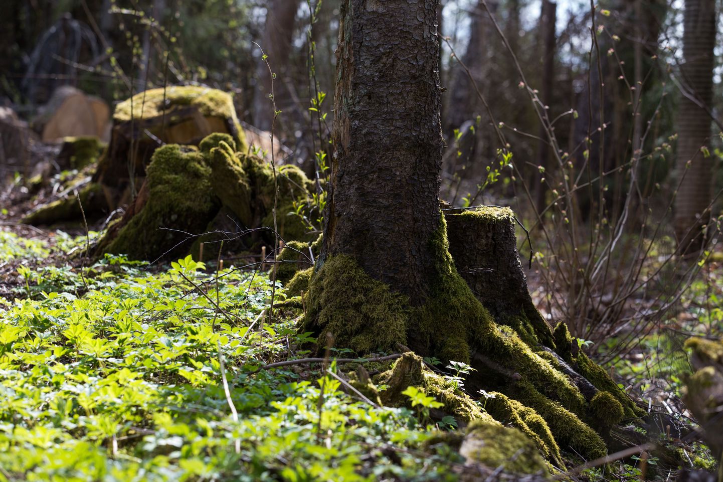 Eestil on väga head eeldused saada - RMK metsades kasvavad marjad, seened ja muud saadused on puhtad