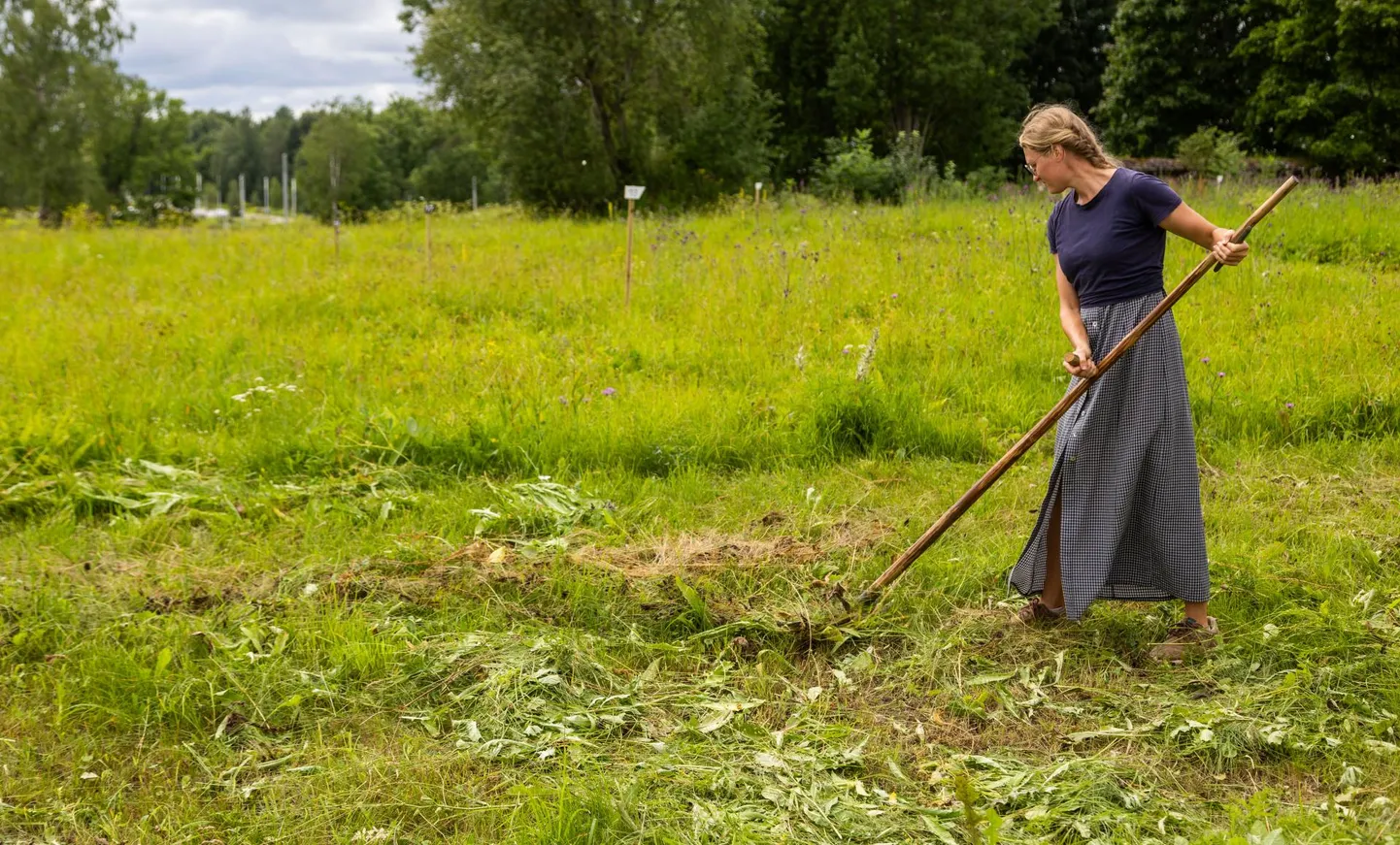 Juuni lõpus saavad talgulised Jaamamõisa ojaniitu niita vikatiga.