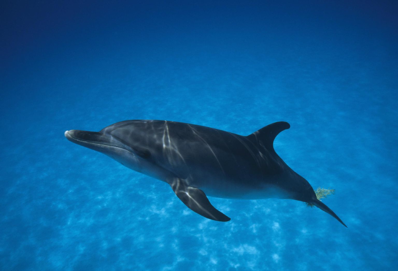 Delfiin ujumas Atlandi ookeanis