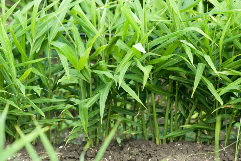 Harilik ingver on 1–1,5 m kõrguseks kasvav mitmeaastane pillirootaoline taim, millest kasutatakse selle risoomi.