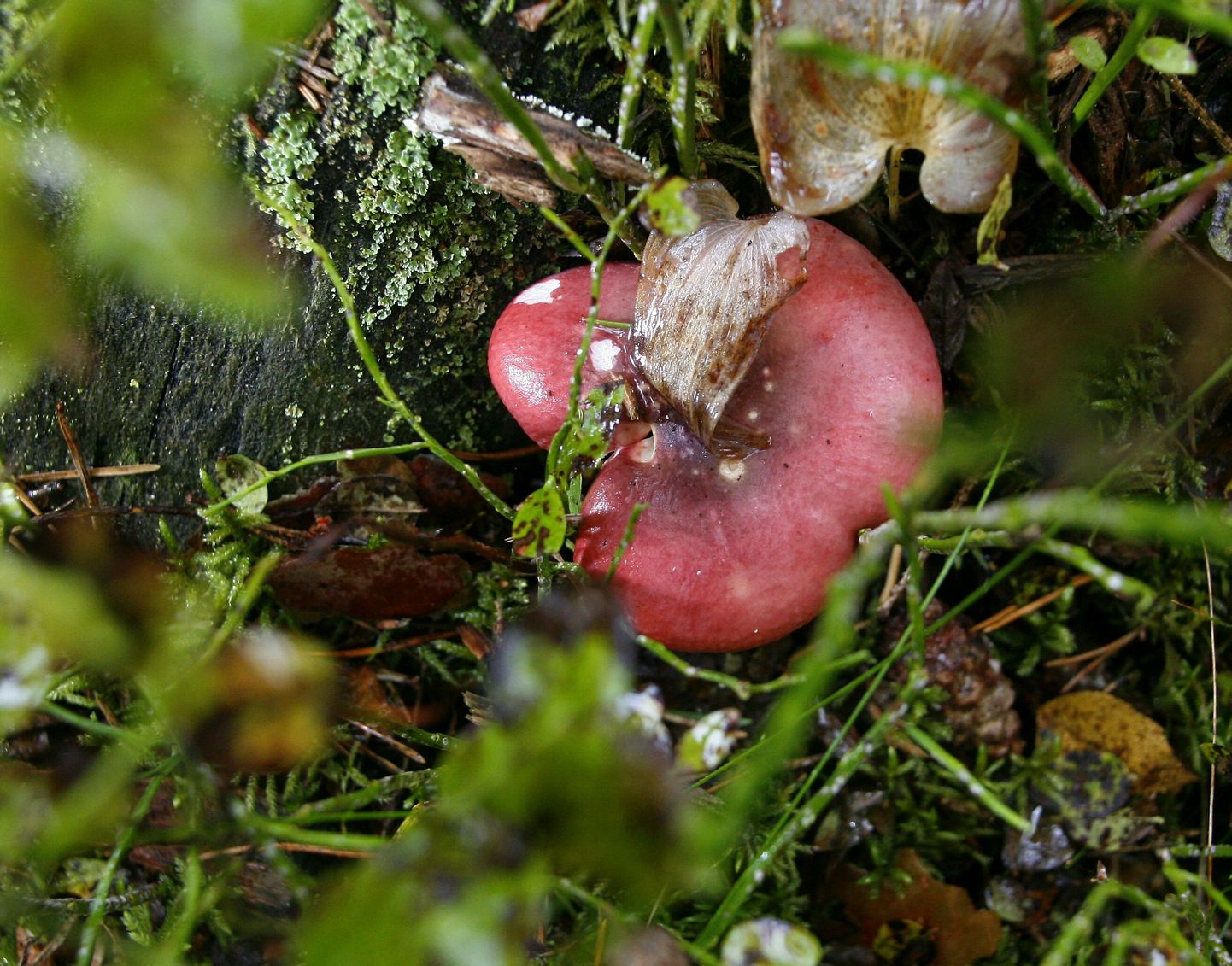 Lõpe imavaatleja Ilmar Tiismaa tähelepanekud looduse kohta näitavad, et september tuleb samuti kuivapoolne. Põua tõttu seeneaastat tänavu ei tule ja õunad jäävad väikeseks.