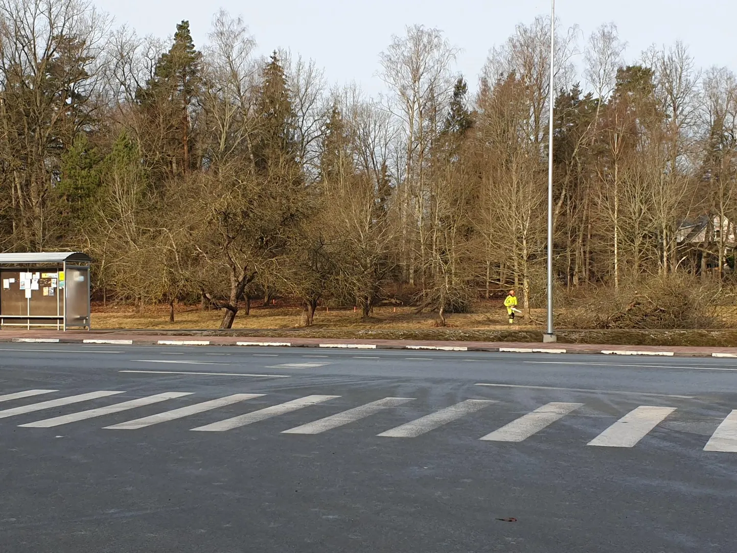 Uue kaupluse ehituse ettevalmistamiseks võtsid saemehed eelmisel reedel Alatskivi õunaaiast enamiku puid maha.