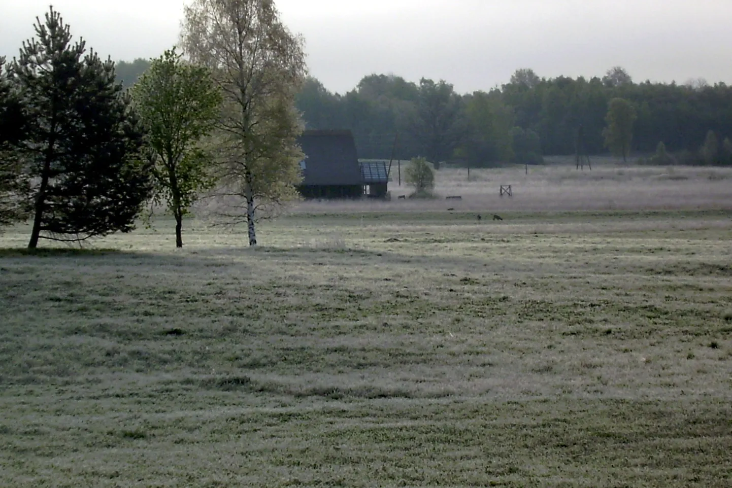 Lauku ainava salnas rītā.