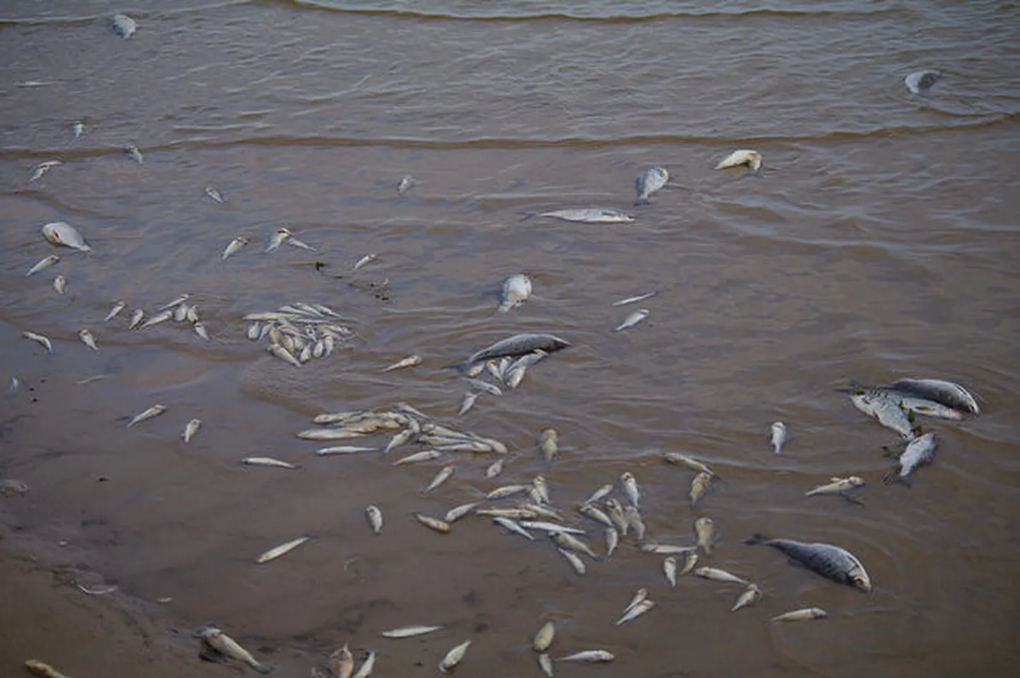 Hukkunud kalad Peipsi ääres