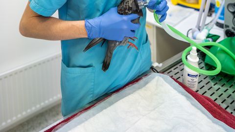 TASUB TEADA ⟩ Loomaarst annab ülevaate väikeloomade anesteesiast