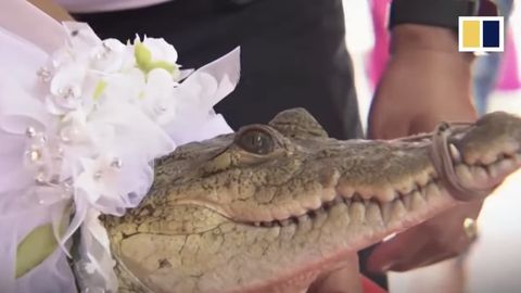 Mehhiko linnapea abiellus emase krokodilliga: ta on minu väike printsess