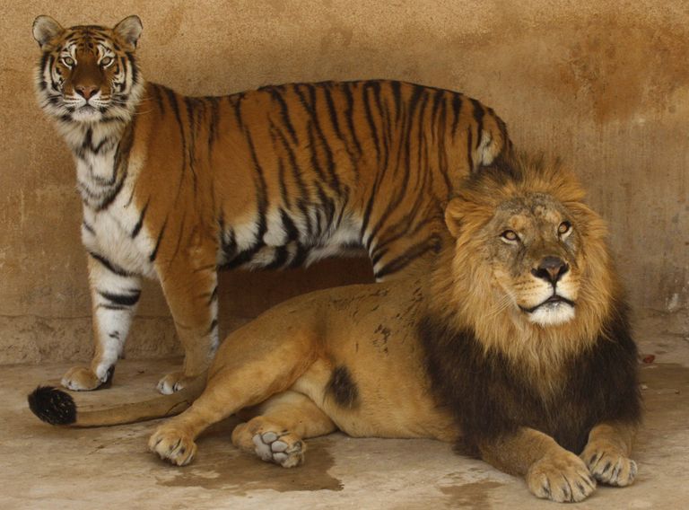 Tiiger ja lõvi. Pilt on illustreeriv