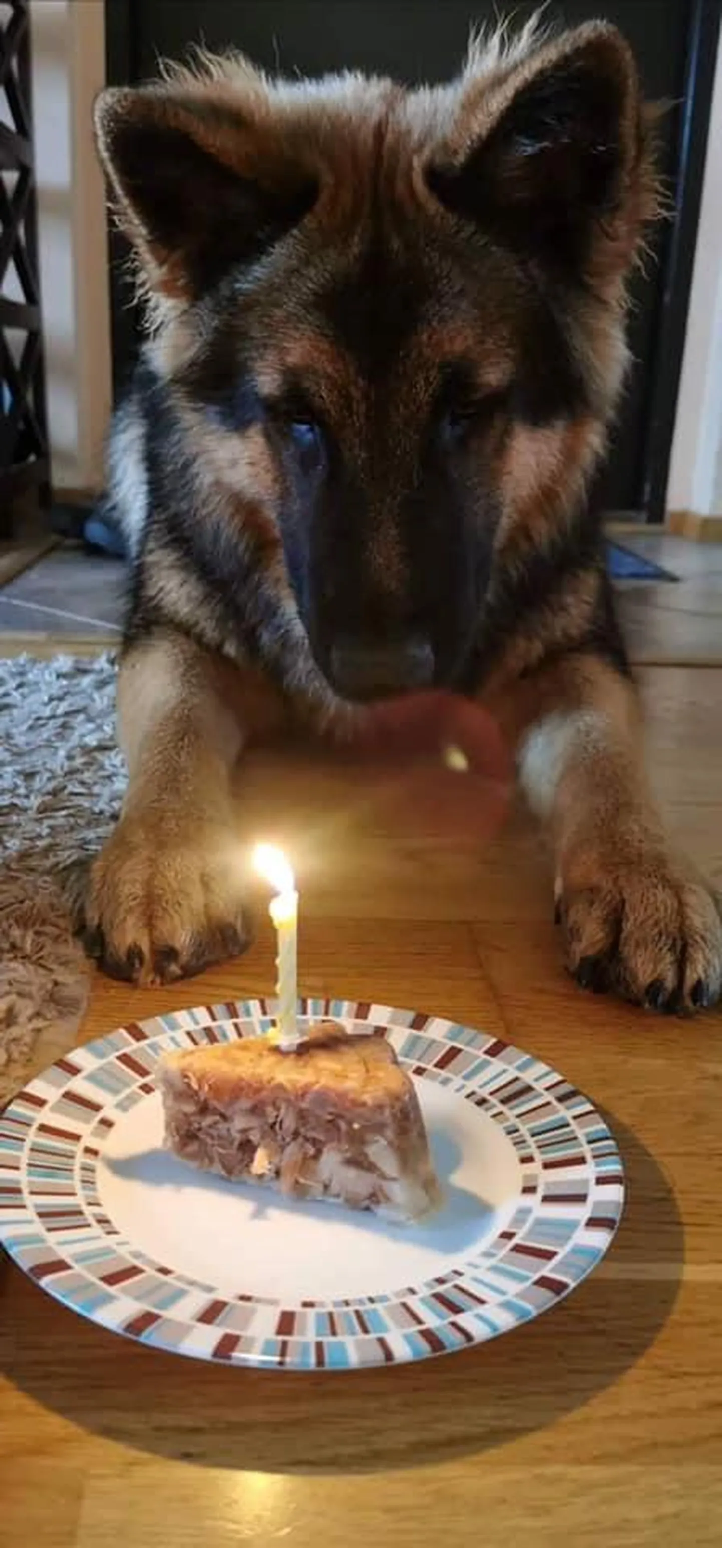 Mullu novembris Pärnu politseijaoskonna meeskonnaga liitunud Saksa lambakoer Jack tähistas esimest sünnipäeva.