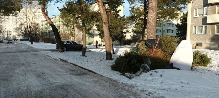 Несанкционированная свалка ёлок на улице Юхана Сютисте, 9 января 2024 года.