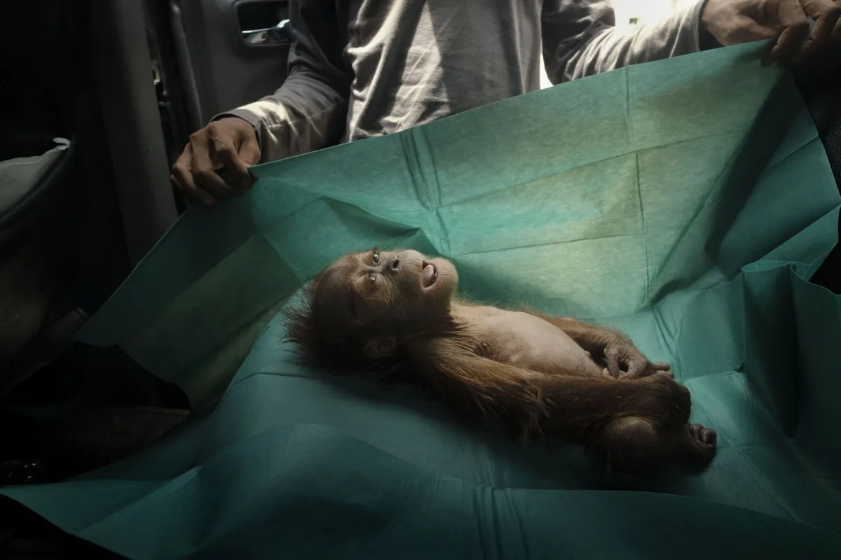 Ühe kuu vanune orangutan lebamas päästemeeskonna opereerimisriidel Indoneesias Sumatra saarel Subussalami linna lähedal. Loom suri varsti pärast seda, kui ta oli leitud koos oma vigastatud emaga õlipalmide istandusest 10. märtsil 2019.