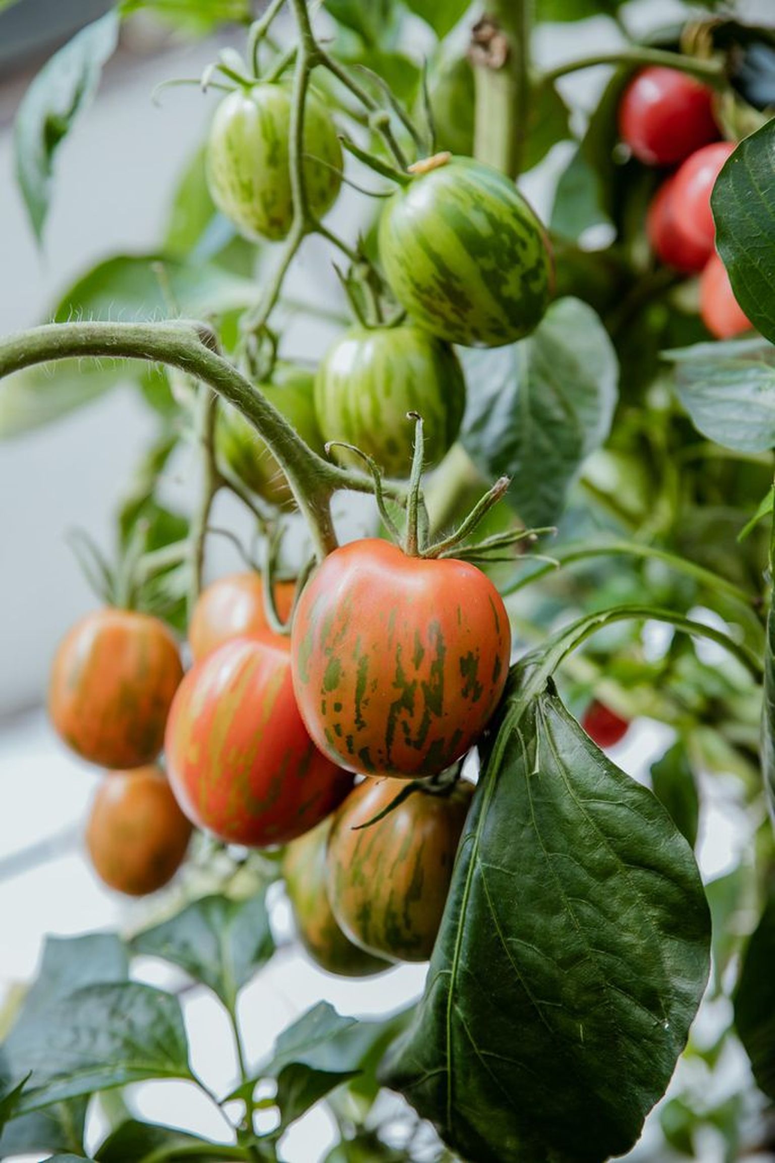Iga aastaga tuleb müügile järjest uusi tomatisorte, mida põnev katsetada.