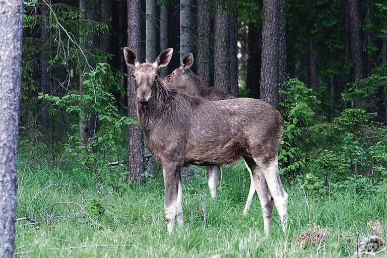 Kõik põdrad ei kanna sarvi, need kasvavad vaid põdrapullidel.