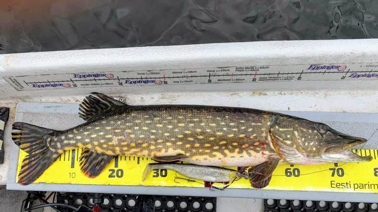 Üks neist kahest haugist, mille Rain Kõrbe laupäeval Viljandi järvest välja tõmbas.