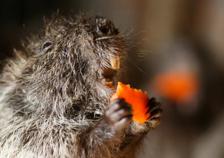 Nutria