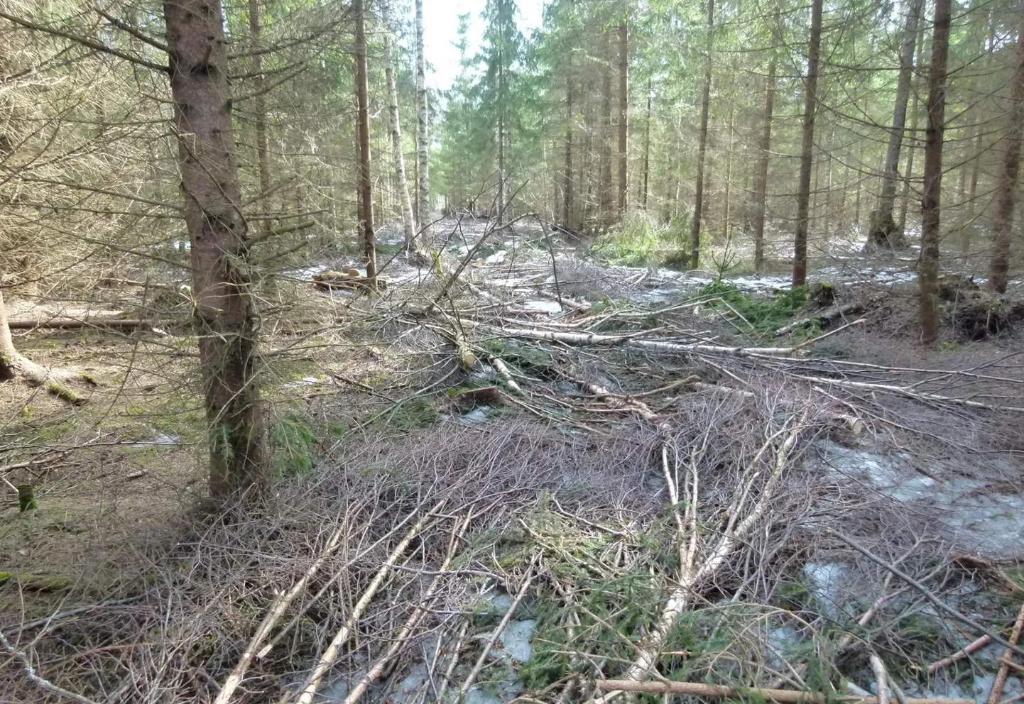 Metsamajandus, mida saab näha vaid erametsas: kunagi istutatud, kuid siis hooldamata jäetud noores metsas on tehtud mitu korda harvendust, et vähendada lehtpuude hulka, lasta ka kuusel kasvada, kujundada välja kuuse-enamusega segamets.