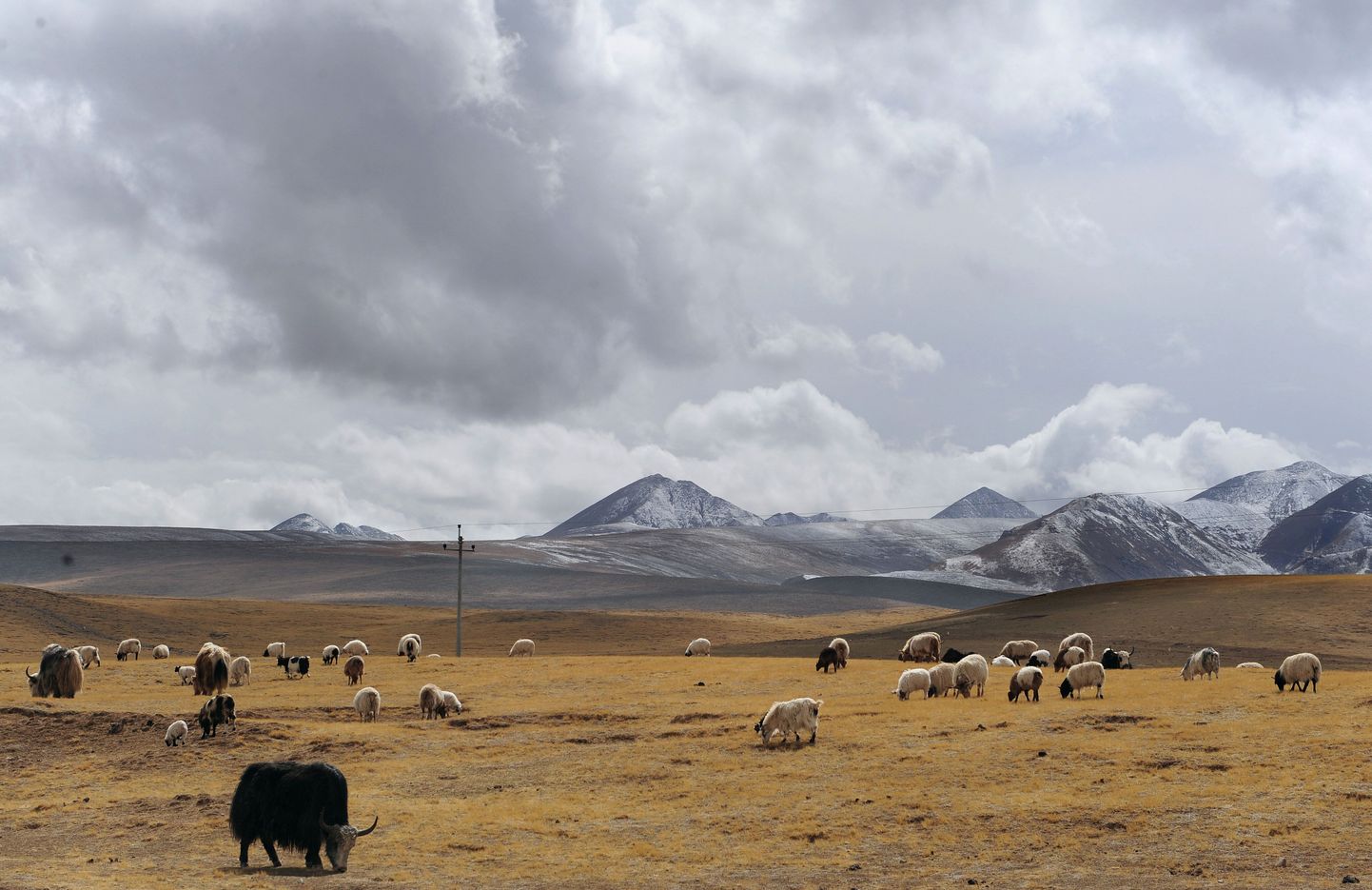 Mägises Ladakhis sajab üldiselt harva