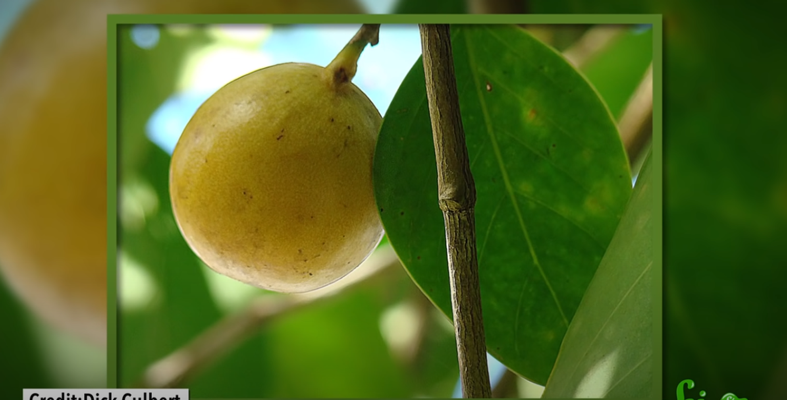 Õun-surmapuu (Hippomane mancinella) vili