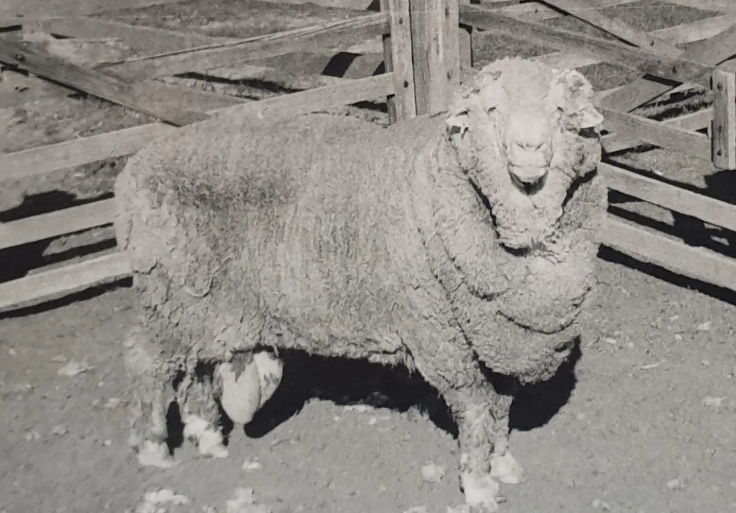 Lammas nimega Sir Freddie suri 1970ndatel, kuid aastal 2019 nägid ilmavalgust tema järeltulijad.