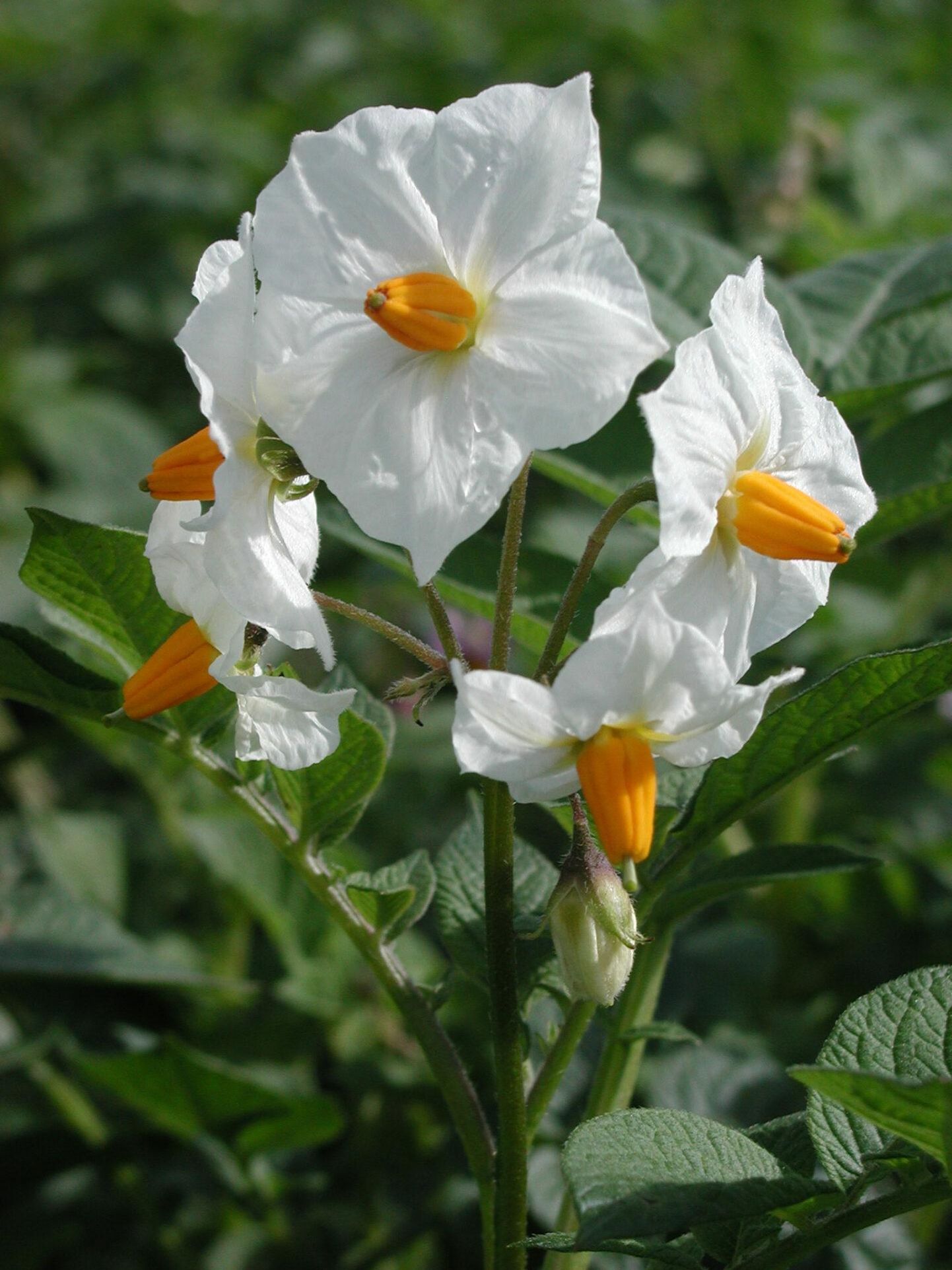 Eestis aretatud sortidest maitsvaimaks hinnatud ­‘Piretil’ on ka õied ilusad.

 