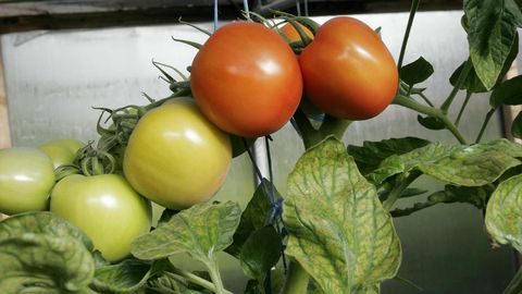 Greenhouse ventilation key to extending tomato harvest