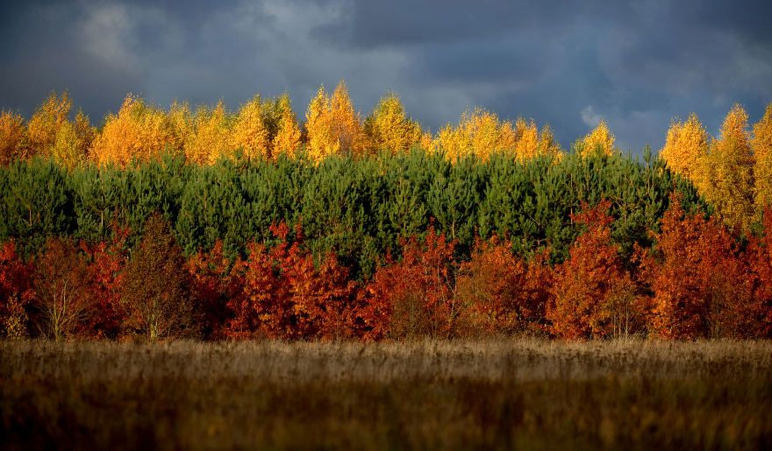 Leedu lipu värvides mets.