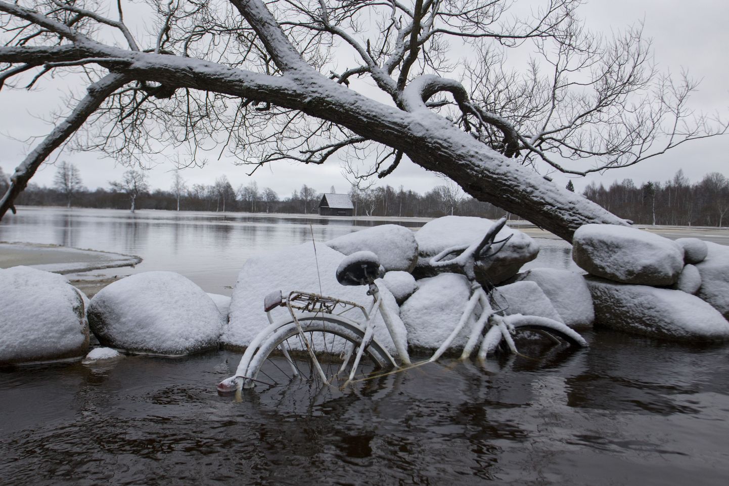 Vees talveund magav Soomaa jalgratas tõi fotograafile suure tunnustuse.