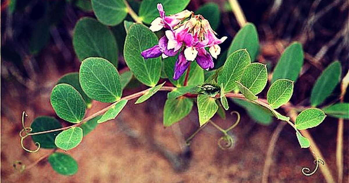 Включи чина. Чина Приморская Lathyrus maritimus. Чина Приморская чина. Чина Приморская горошинки. Морской горох.