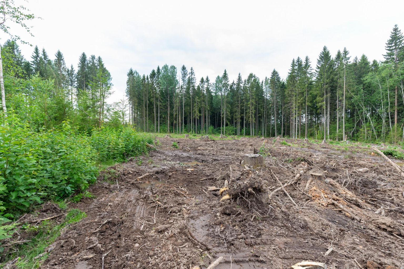 Nädala pärast toimuv metsameeleavaldus paisus üle-eestiliseks.