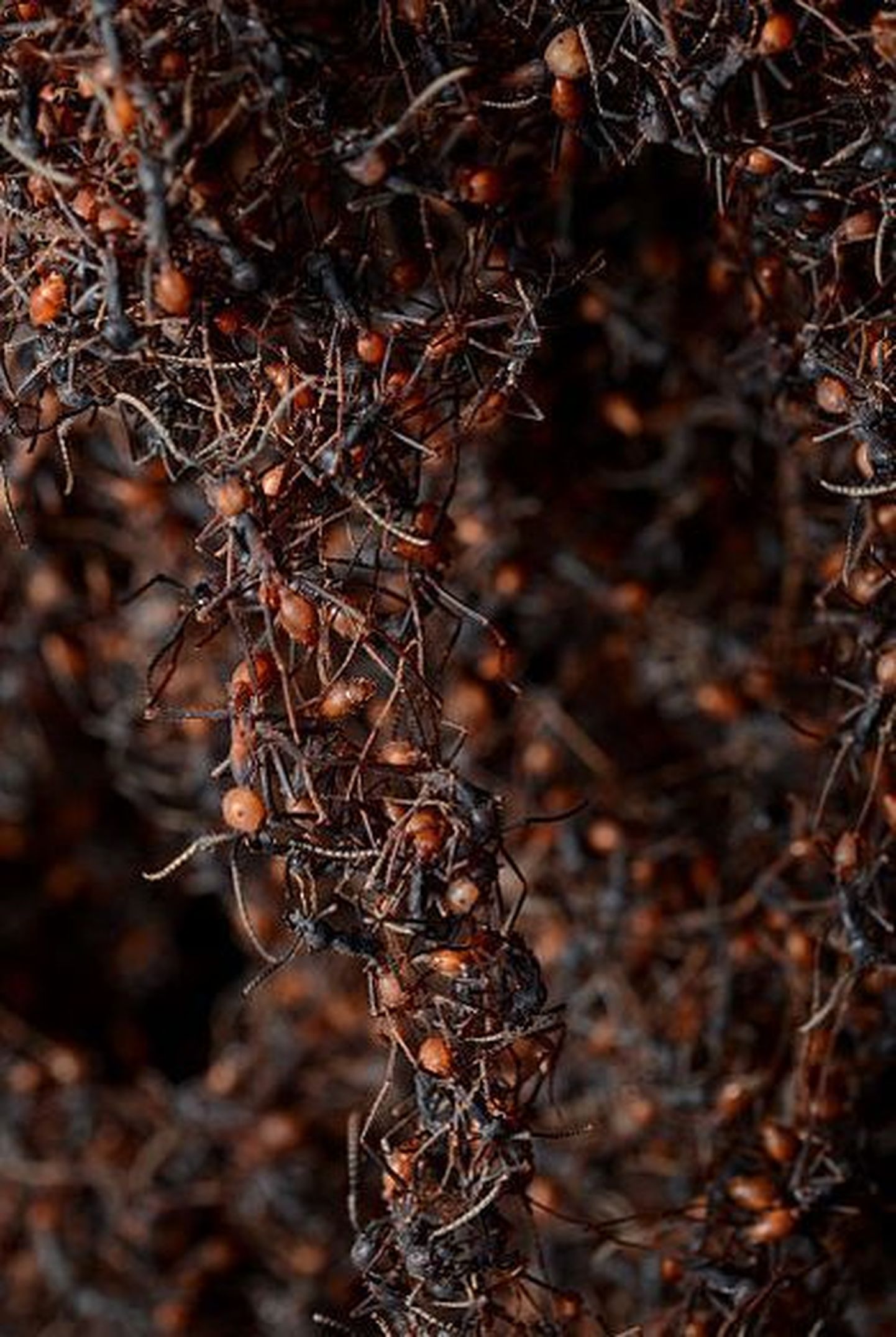 Sipelgasorjad tapavad oma isandate järglasi