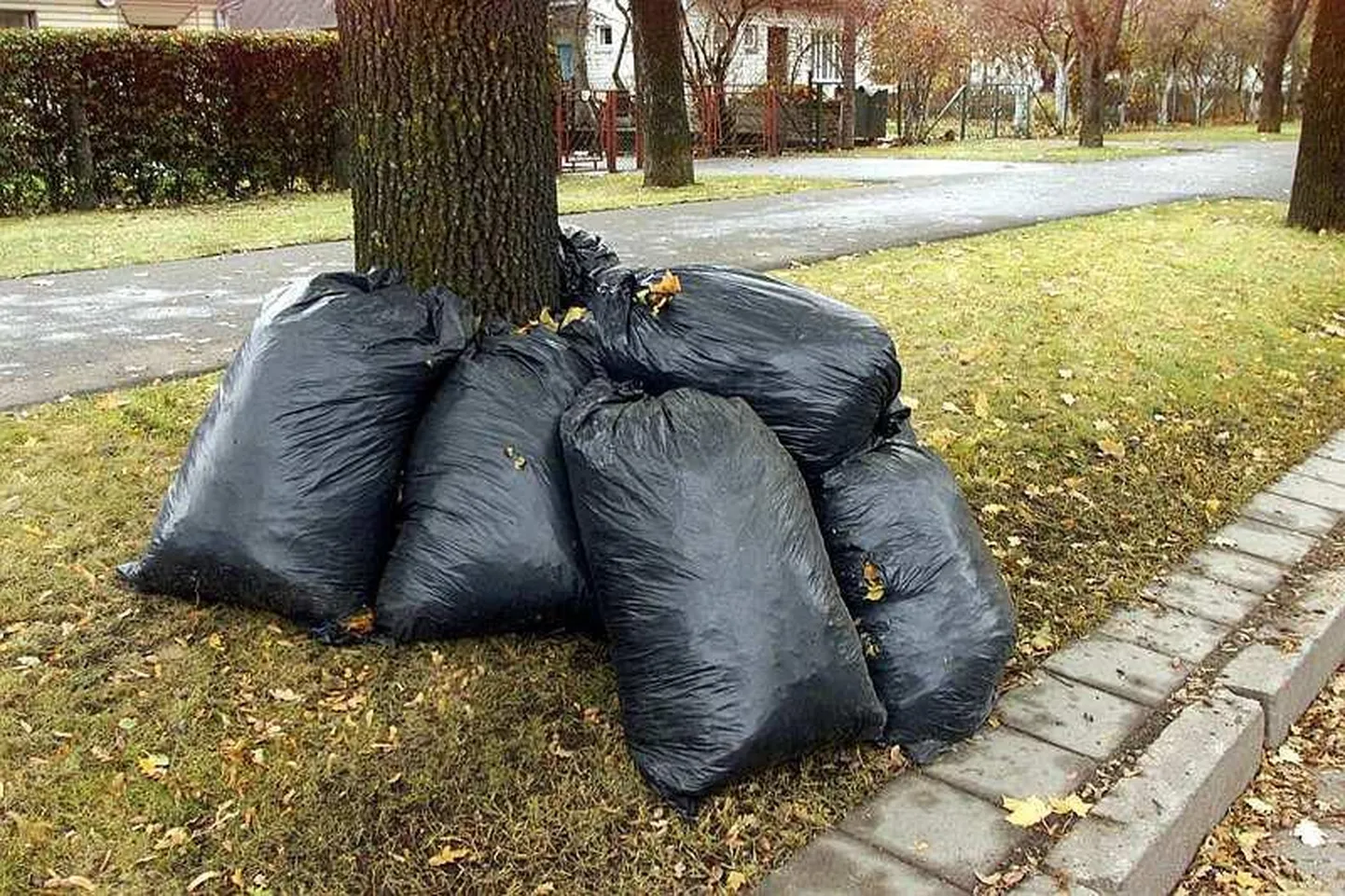 Kottidesse pakitud puulehed.