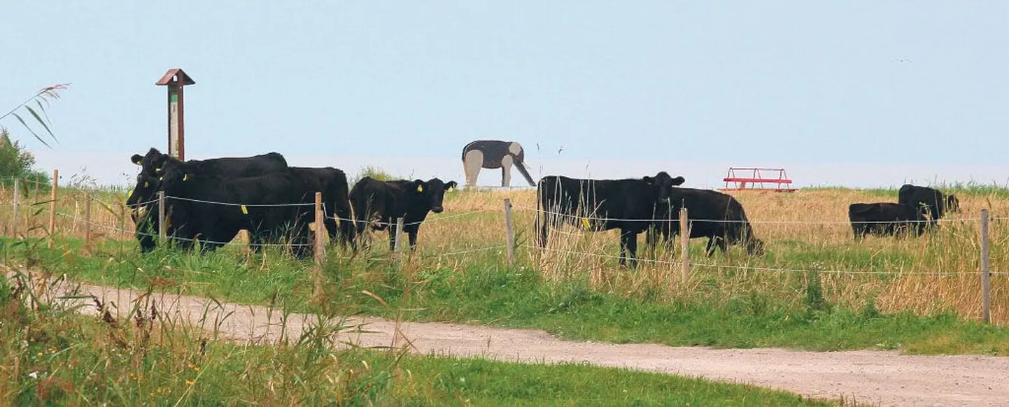 Sel suvel ilmestas Raeküla randa lisaks lehmadele tore kuurordielevant. Loodetavasti saavad randa viivad teed ajapikku rohkem korda tehtud.