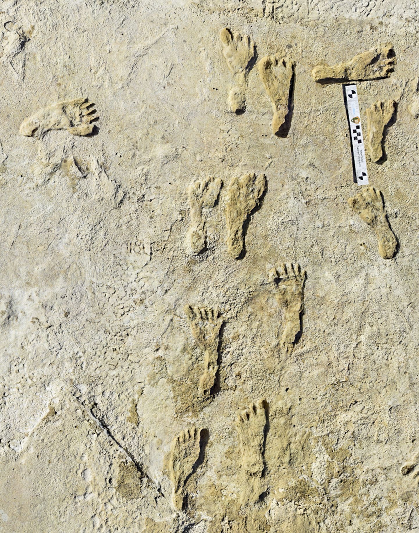 Kivistunud jalajäljed White Sandsi rahvuspargis New Mexicos. Jäljed näitavad, et varajased inimesed kõndisid mööda Põhja-Ameerikat juba umbes 23 000 aastat tagasi (palju varem, kui teadlased varem arvasid).
