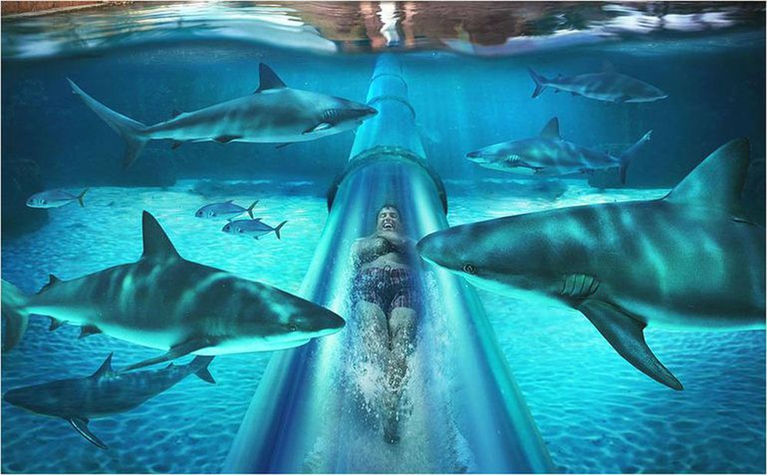 Dirhami Meritähte rajatavas 15 meetri sügavuses akvaariumis hakkavad elama nii haid kui ka raid.