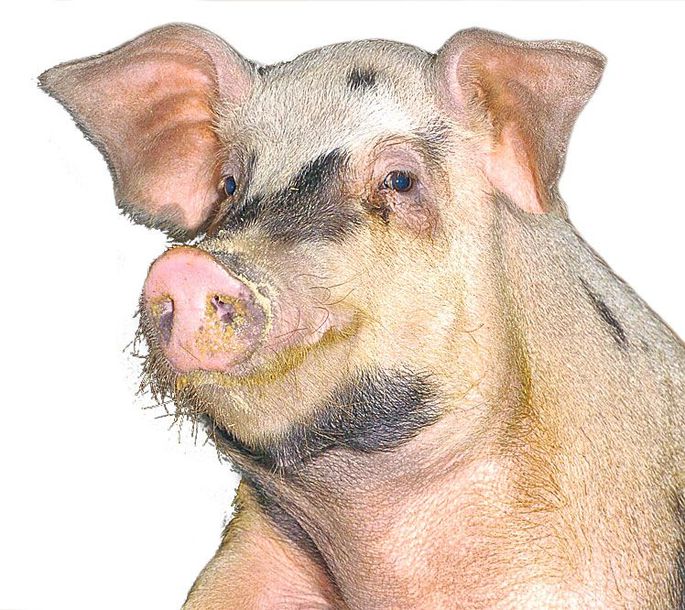 Эстонская Свинья: планета свиней