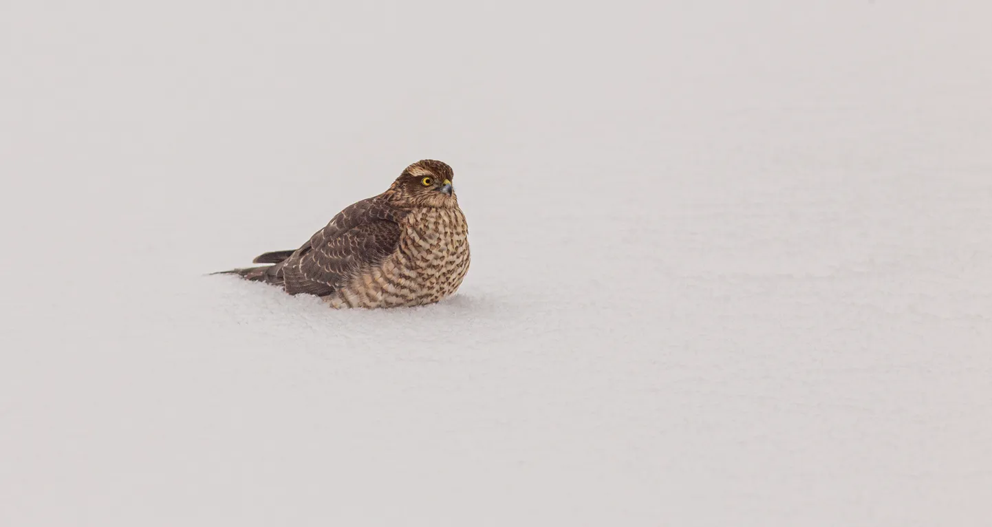 Kanakull (Accipiter gentilis). Riik peab kinnistuomanikku teavitama, kui selline tegelane ennast kinnistul sisse seab.